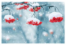 snow on berries edited for news item.jpg